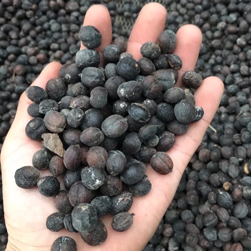 (Cà phê chất lượng cao) 1kg cà phê robusta cao cấp ủ lên men trái chín chín 100%_ Sơ chế và rang ttaij nông trại Bá Lộc | BigBuy360 - bigbuy360.vn