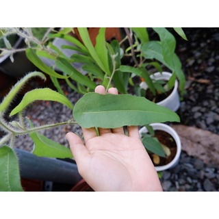 Cây Bạch Đàn Chanh đuổi muỗi hiệu quả, thơm tinh dầu