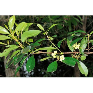 CÂY GIỐNG CÂY QUẢ DỌC NẤU CANH CHUA