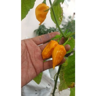 hạt ớt Fatalii yellow ( Fatalii yellow pepper)