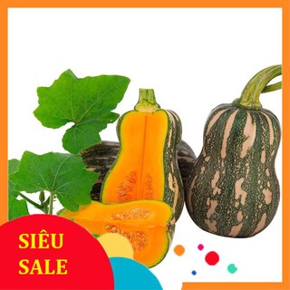 Gói 20 hạt giống bí siêu quả tết khuyến mại