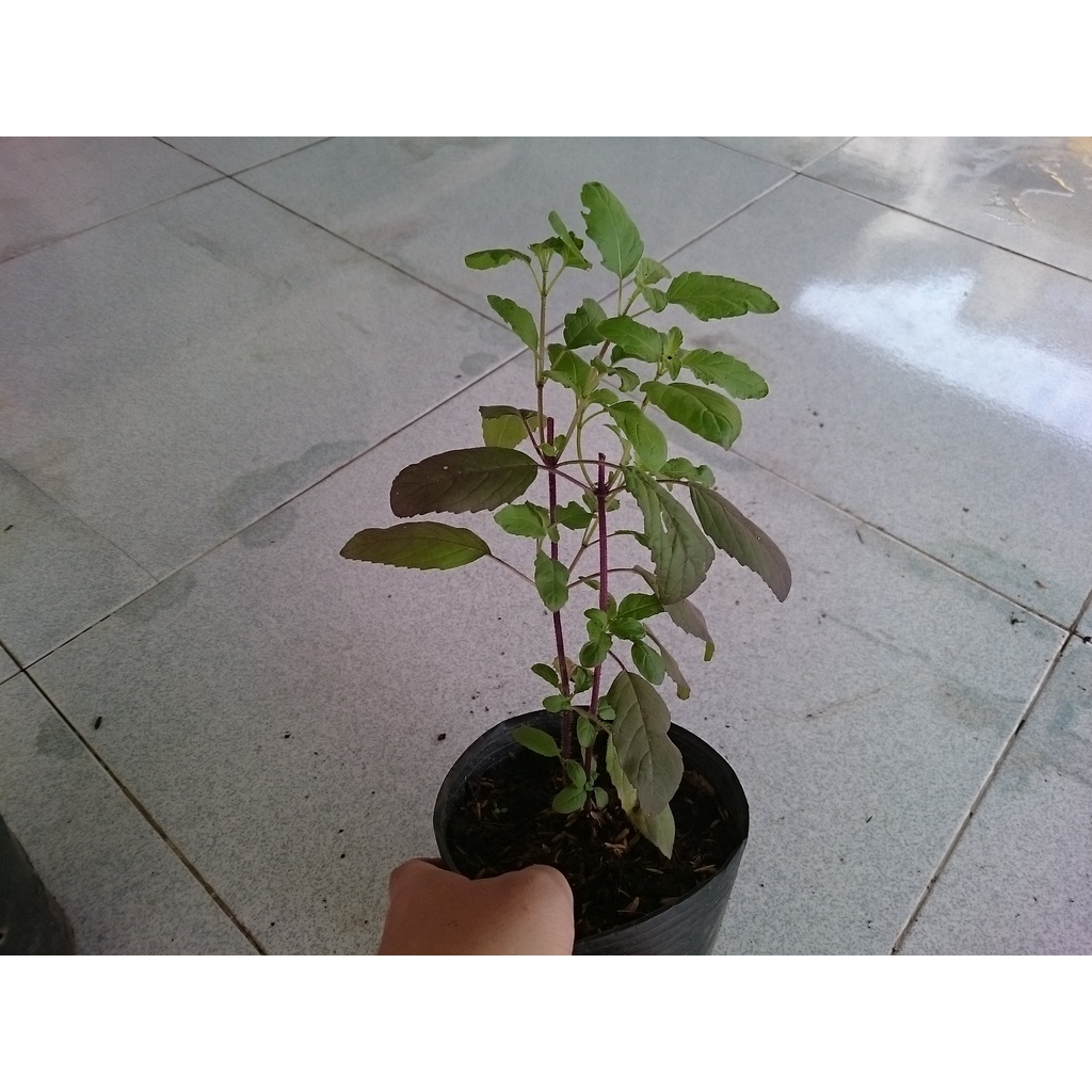 Cây Hương Nhu - cây cảnh trong nhà