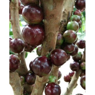 CÂY NHO THÂN GỖ