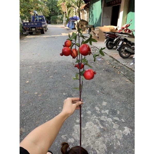 COMBO 1-5 CÀNH LỰU CHƯNG TẾT QUẢ TO SIÊU ĐẸP ( MÀU vàng )