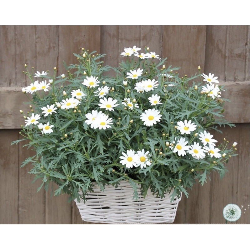 Hạt Giống Hoa Cúc Anh Bellis Siêu Lùn | SL: 50 HẠT