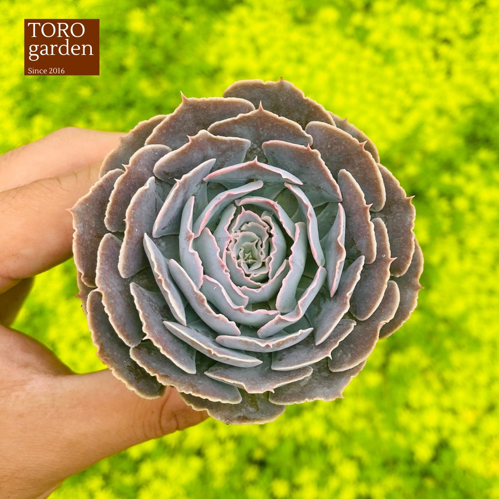 Sen đá bắp cải light purple Đà Lạt size bé cây cảnh trang trí nhà cửa Toro garden