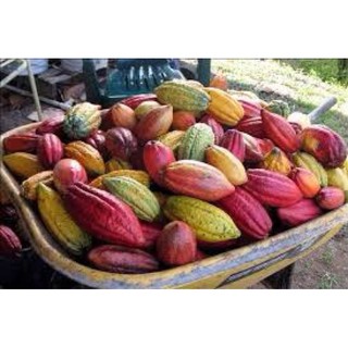 BỘT CA CAO NGUYÊN CHẤT 100%