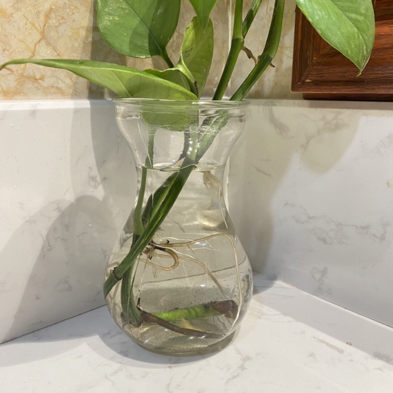 Lọ thuỷ tinh trồng cây thuỷ sinh xinh xắn nhiều màu