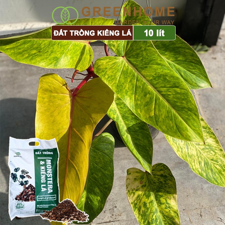 Đất Trồng Kiểng Lá Greenhome, Bao 10 Lít , Giá Thể Trộn Sẵn, Tiện Lợi Cho Monstera, Rễ Khoẻ, Thân To, Lá Dày