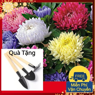 Hạt Giống Hoa Cúc Đài Loan Tặng Bộ Dụng Cụ Mini Trồng Cây Tặng Bộ Dụng Cụ Mini Trồng Cây