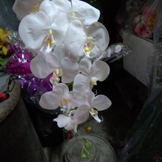 LAN HỒ ĐIỆP CAO SU 7 BÔNG