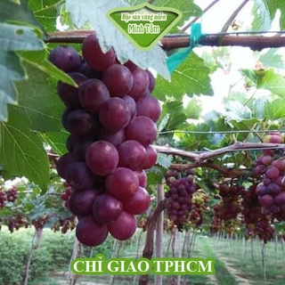 Nho đỏ Ninh Thuận tươi ngon [CHỈ GIAO TPHCM]