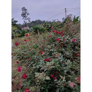 Nước hoa hồng dưỡng da