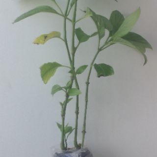 Cây lá cẩm