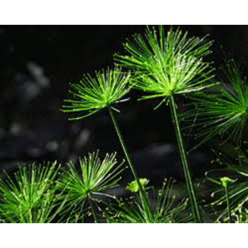N&T Garden- thủy trúc thái