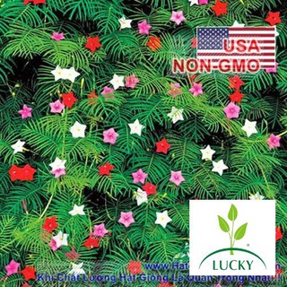 20h Hạt Giống Hoa Tóc Tiên Leo Mix Màu (C1.304 | B6)  THANHHUONG