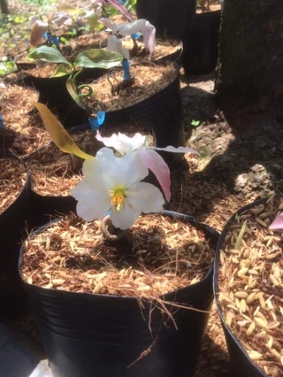 2 cây bạch mai 8-12 cánh