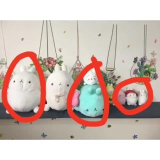 Combo gấu bông molang