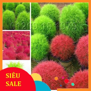 100 Hạt giống Cỏ Đổi màu (tặng gói Kích nẩy mầm và Hướng dẫn)