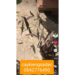 Caykiengsadec- Chuồn chuồn+ tặng phân bón