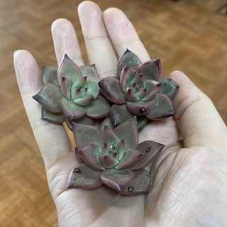 Sen đá đế vương gieo hạt. size bầu.