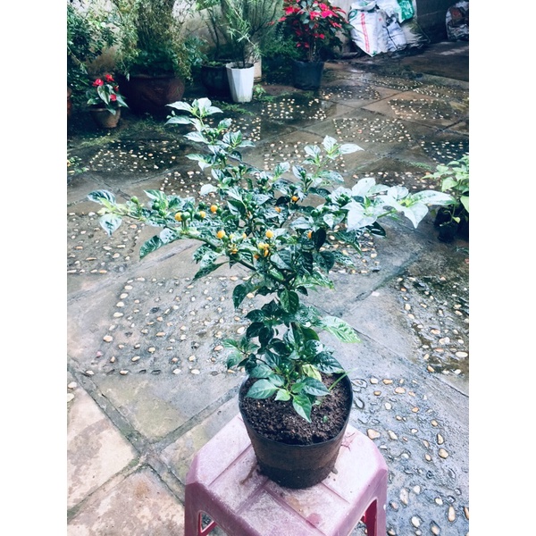 Cây ớt Aji charapita size lớn có quả nhiều mắc nhất thế giới của peru cao 70cm 8 tháng tuổi