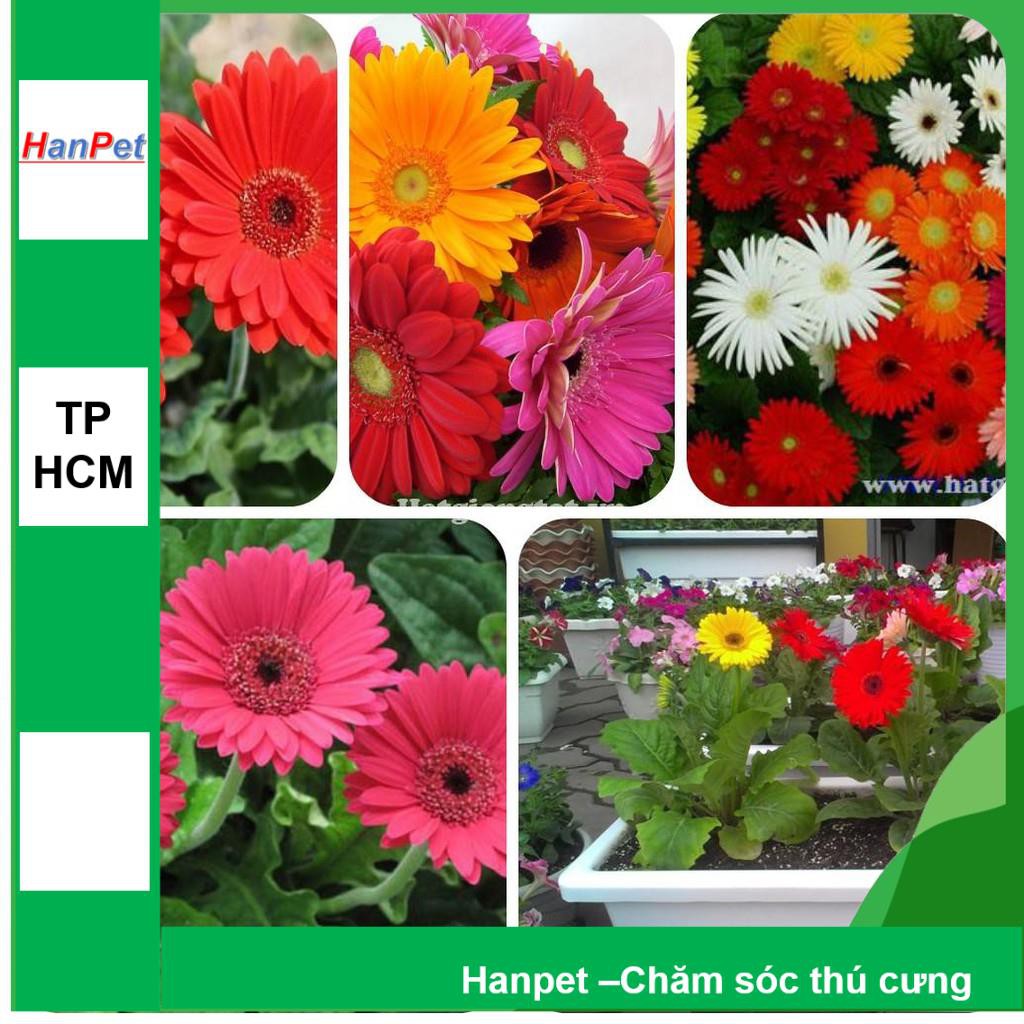 HCM- (HOA TRONG NHÀ) Hạt giống hoa Đồng Tiền (10 hạt) - Thuần hóa Phù hợp khí hậu Vi