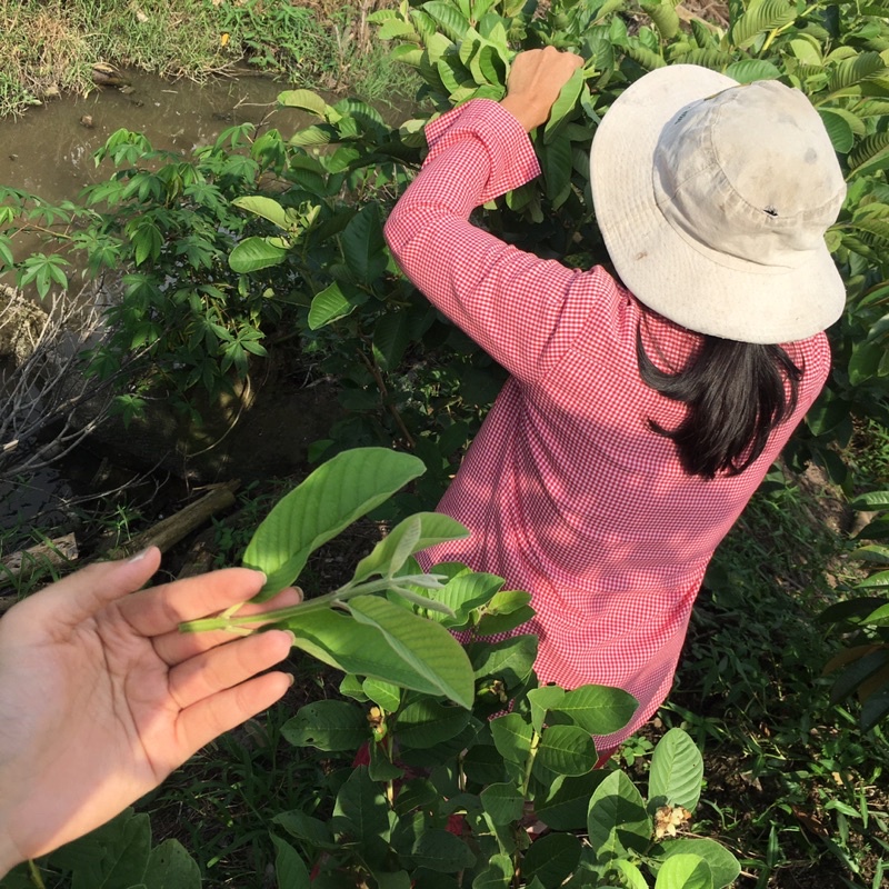 250gr Lá ổi non xắt nhuyễn phơi khô hút chân không