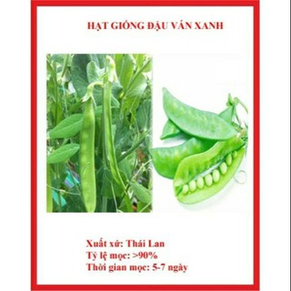 Hạt giống đậu ván xanh