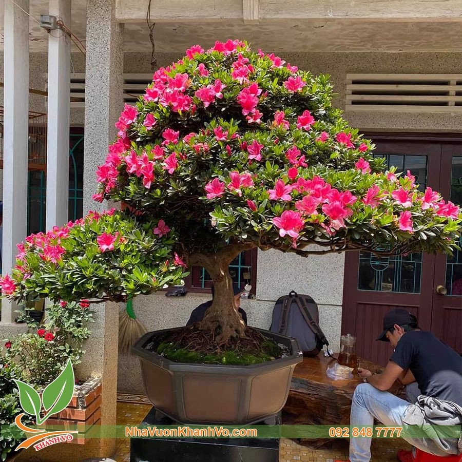 Cây hoa đỗ quyên_ ẢNH THẬT CAO 60CM