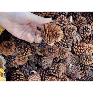 Quả thông trang trí noel
