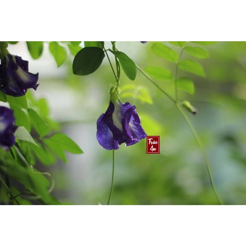 Combo 10 hạt 5 túi trồng, Hạt giống hoa đậu biếc cánh kép hoa to, ra màu đậm. Hạt to chắc, tỉ lệ nảy mầm >90%
