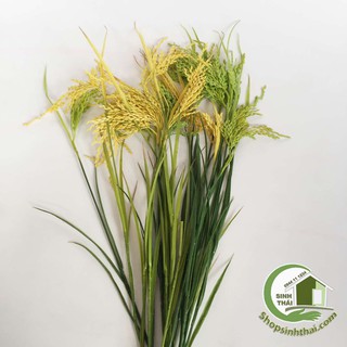Nhánh lúa dài có lá xanh - 73cm - giao màu ngẫu nhiên