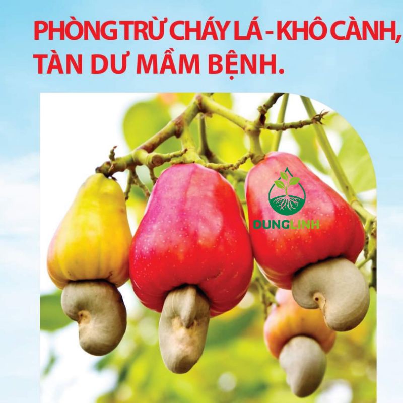 NORSHIELD 86.2 WG - Hợp Trí - Thuốc trừ bệnh gốc đồng đỏ: Sương mai,Thán thư,Ghẻ Loét,Nấm bệnh, Vàng lá, Cháy lá, Đạo ôn