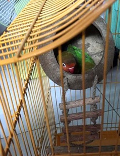 Tổ chim, thú gáo dừa có thang