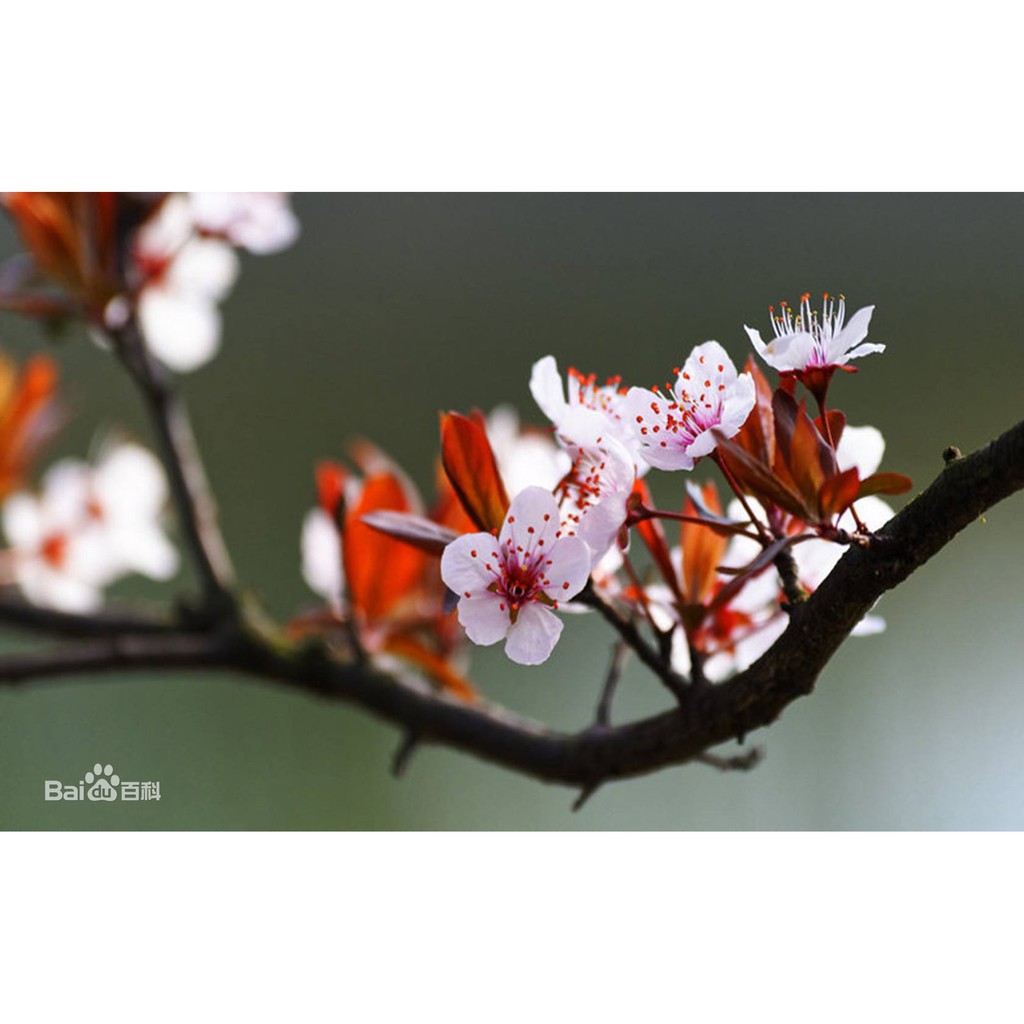 Combo của khách hồng táo, táo đỏ, lê vàng, đào nhật, cherry anh đào, mận tam hoa