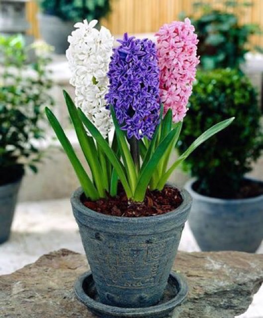 Củ hoa tiên ông trồng tết  củ tiên ông củ như hình cuối