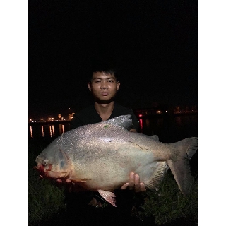 Mồi câu cá(thính lk)