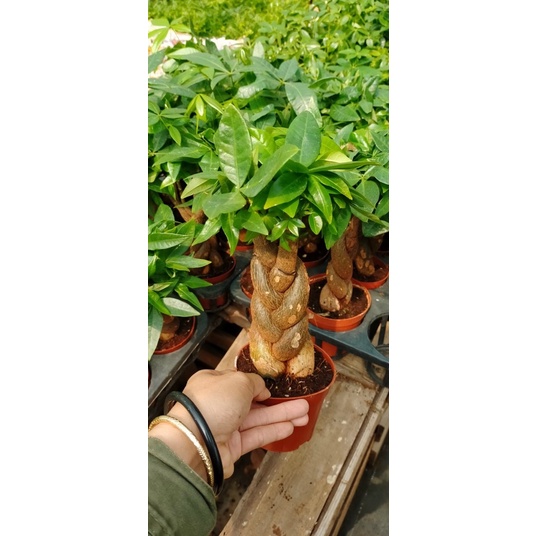 Cây Kim Ngân Thắt Bính Để Bàn