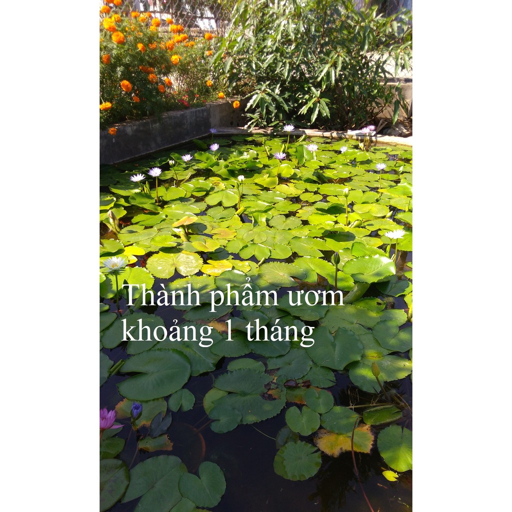 Cây hoa súng Thái Lan màu ngẫu nhiên - Cây cảnh và hạt giống