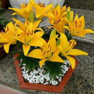 Củ ly lùn Hà Lan sai hoa đủ màu