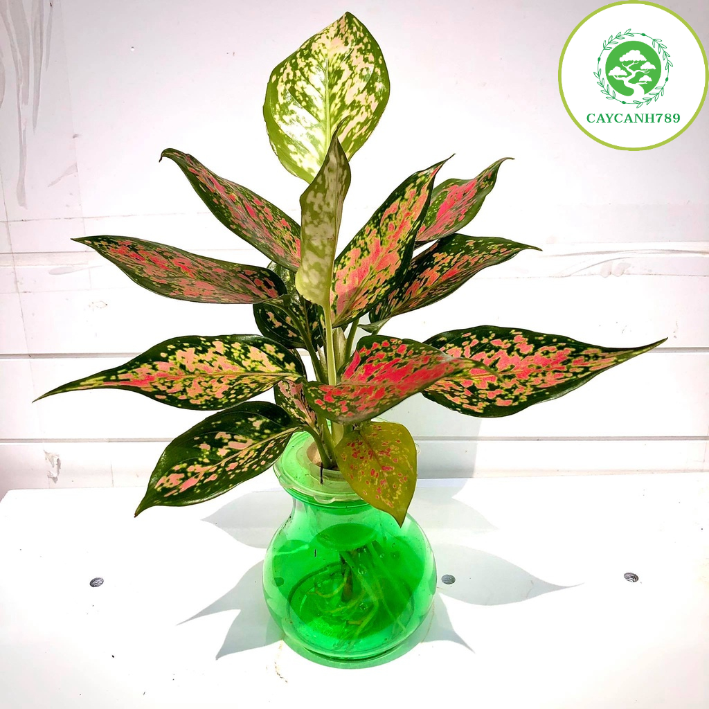 Cây vạn lộc đốm thuỷ sinh (Ảnh thât)