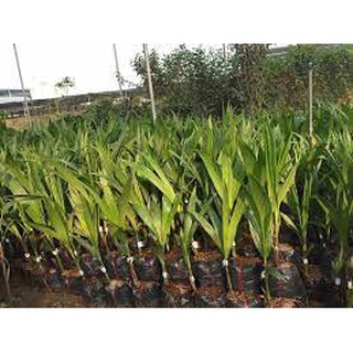 Cây Giống Dừa dứa