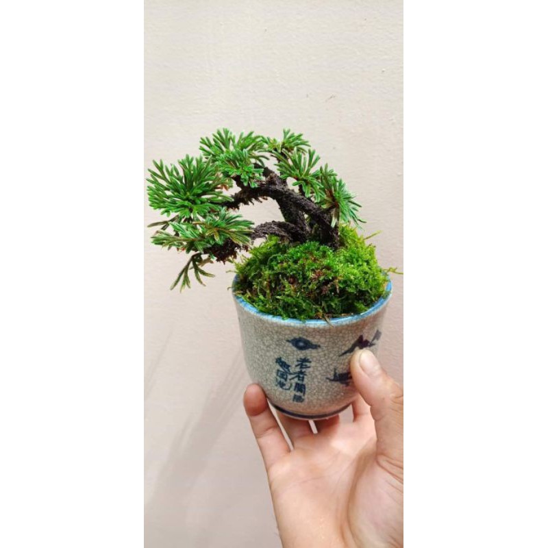 Cây bonsai trường sinh 1 cây