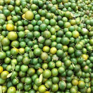 Siro ho thảo mộc