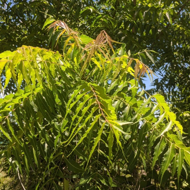 Lá neem khô