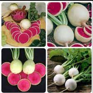 Hạt giống củ cải trắng ruột đỏ 100 hạt - - củ cải dưa hấu