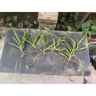 combo 5 ngọn quế hoà bình
