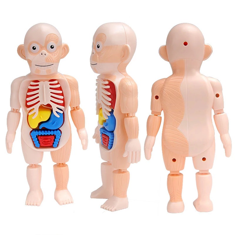 Đồ Chơi Lắp Ráp Mô Hình Cơ Thể Người 3D Giáo Dục Sớm Cho Bé