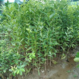 Cây vối nếp cao 1m